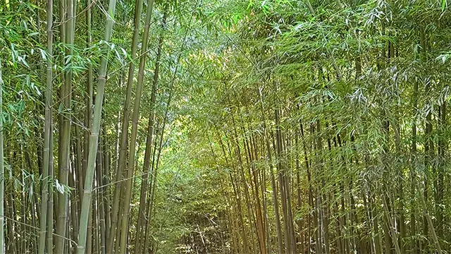 Bambù Fargesia Bambù Fargesia