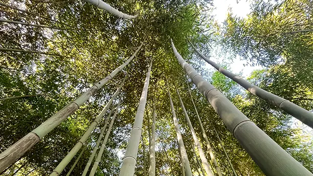 Bambù Gigante Moso Bambù Gigante Moso